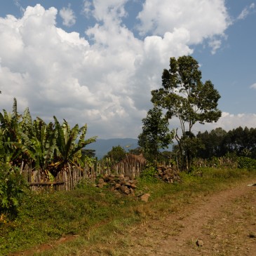 Aufforstung Aufforstung